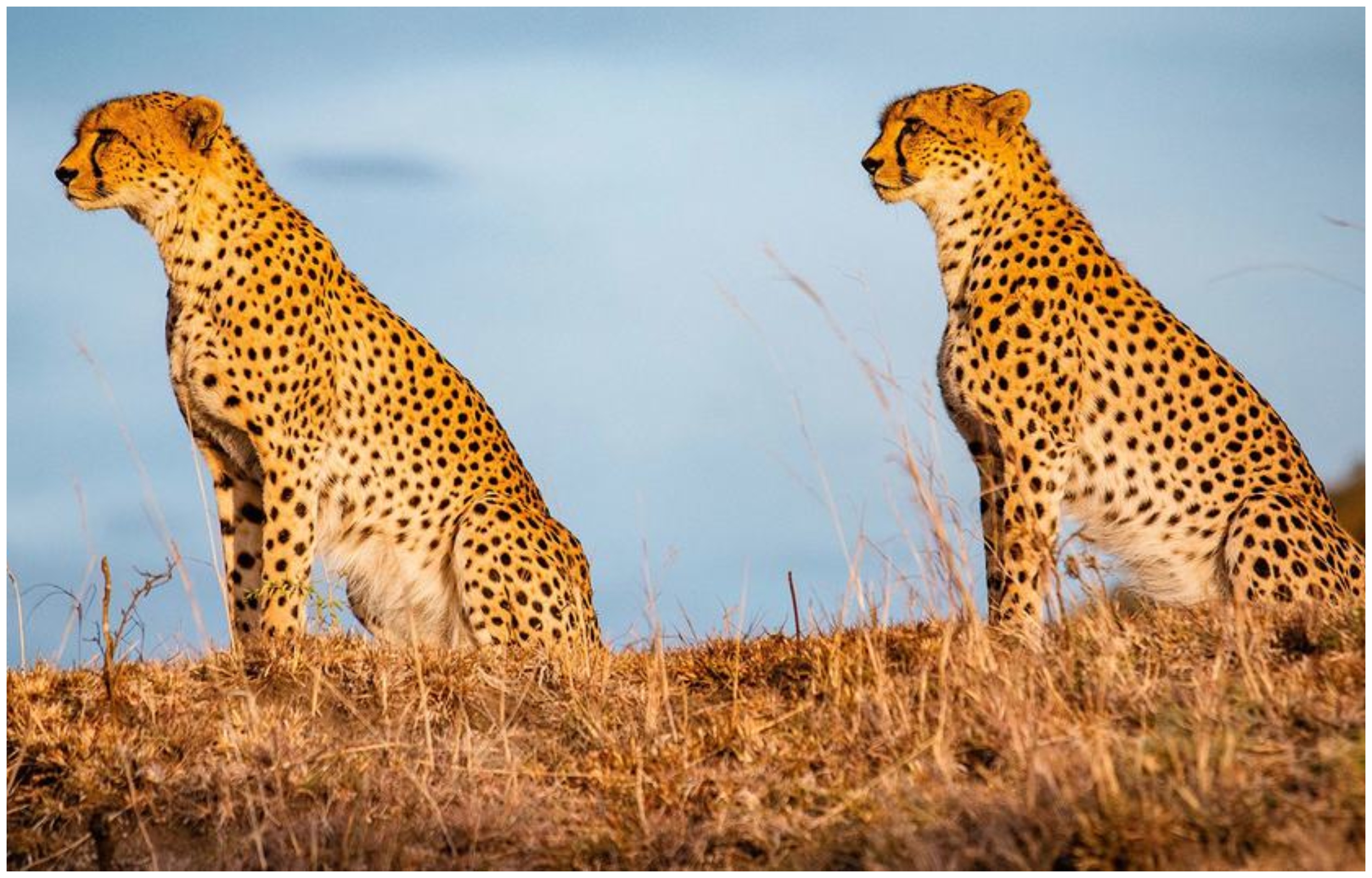 ONU declara 40 nuevas especies protegidas