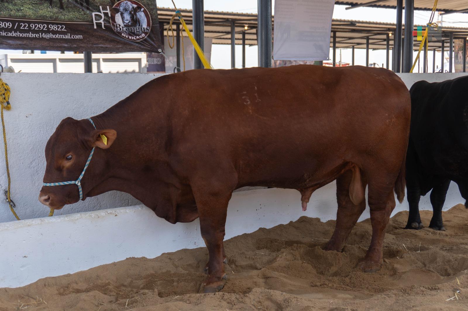 Subasta de ganado en Expo Feria Coatza 2026 muestra fortaleza en el sector