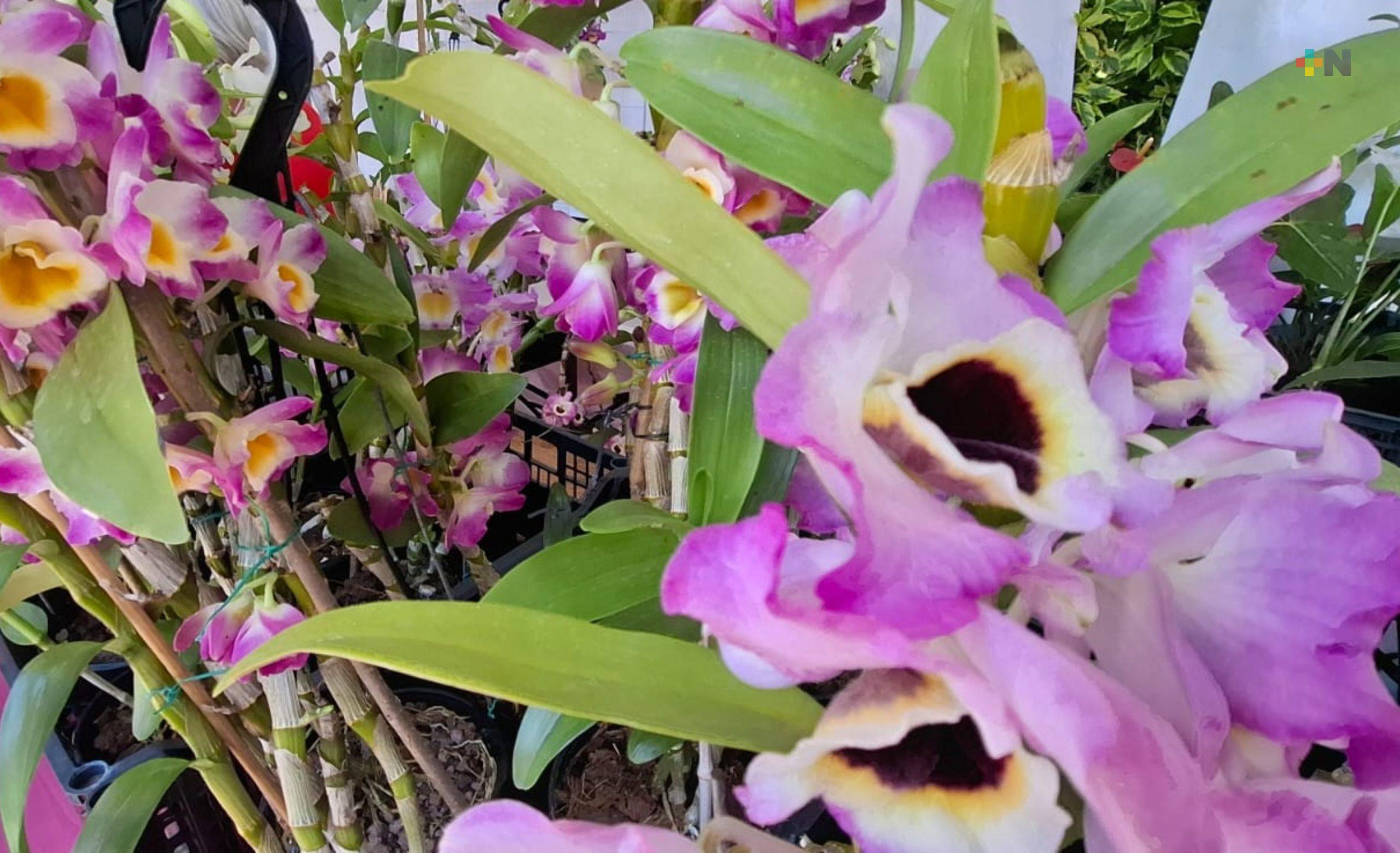 En Teocelo producen orquídeas de origen asiático