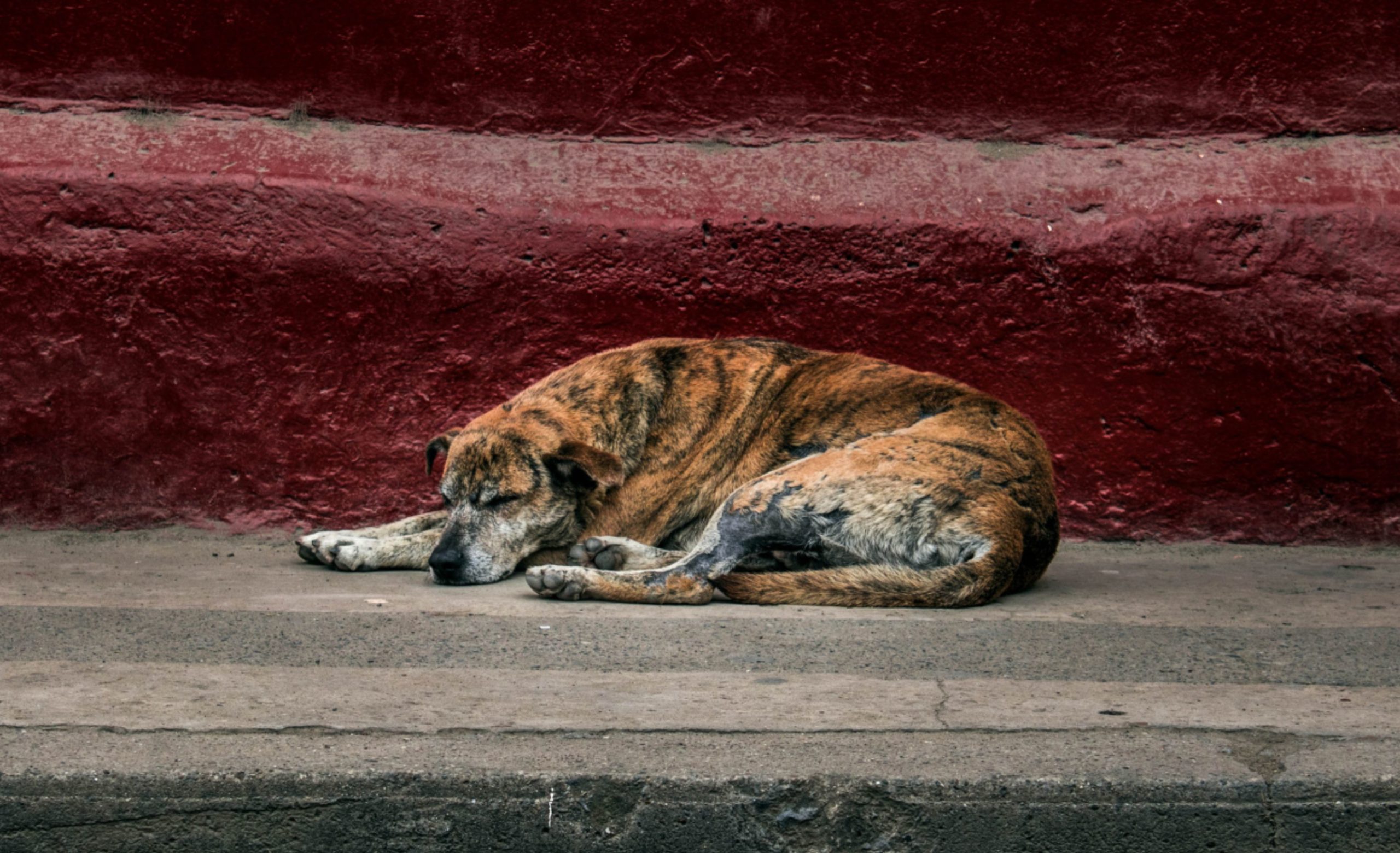 Crearían padrón de maltratadores de mascotas