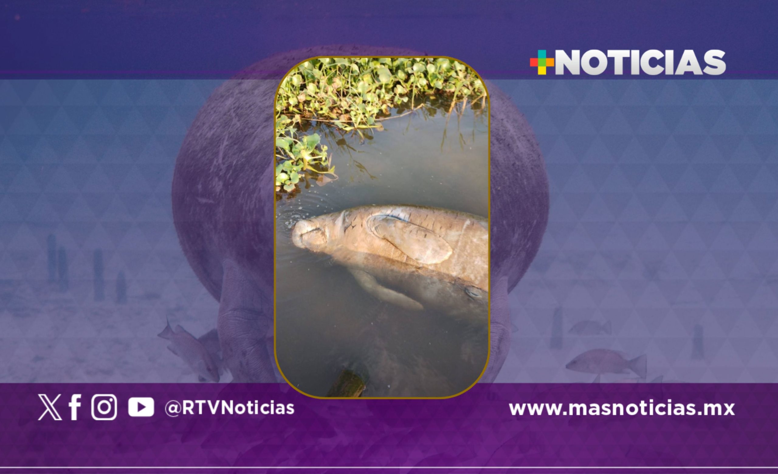 Hallan otro manatí muerto en río Coatzacoalcos