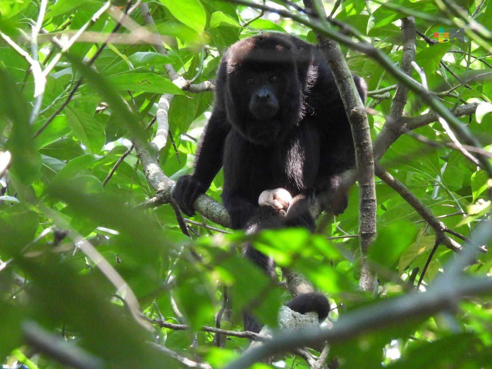 Monos aulladores llegan a repoblar Reserva de la Biosfera Los Tuxtlas