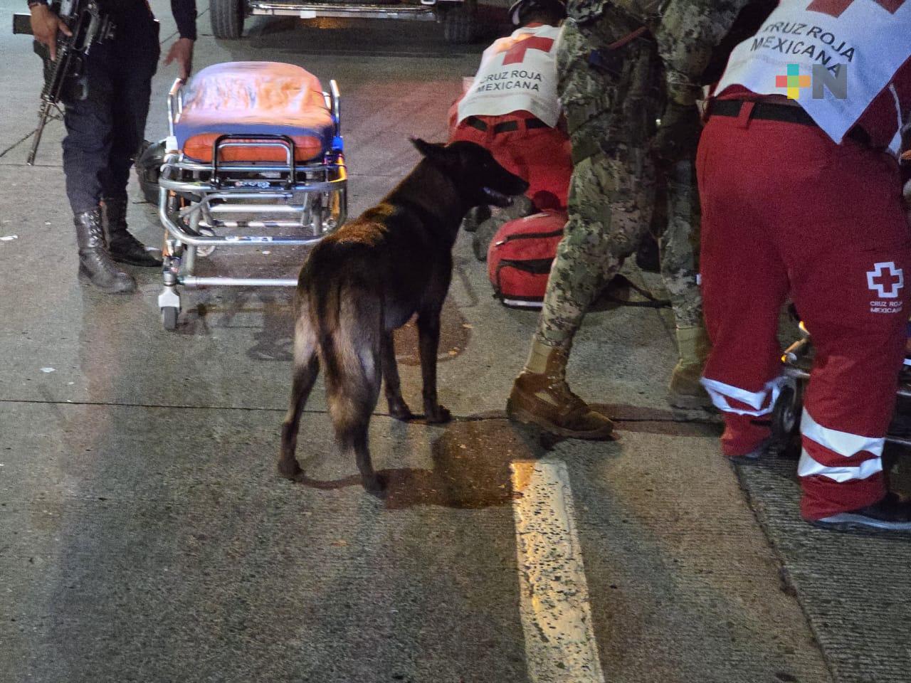 Fallece persona mayor al ser atropellado por motociclista; paseaba a su perro