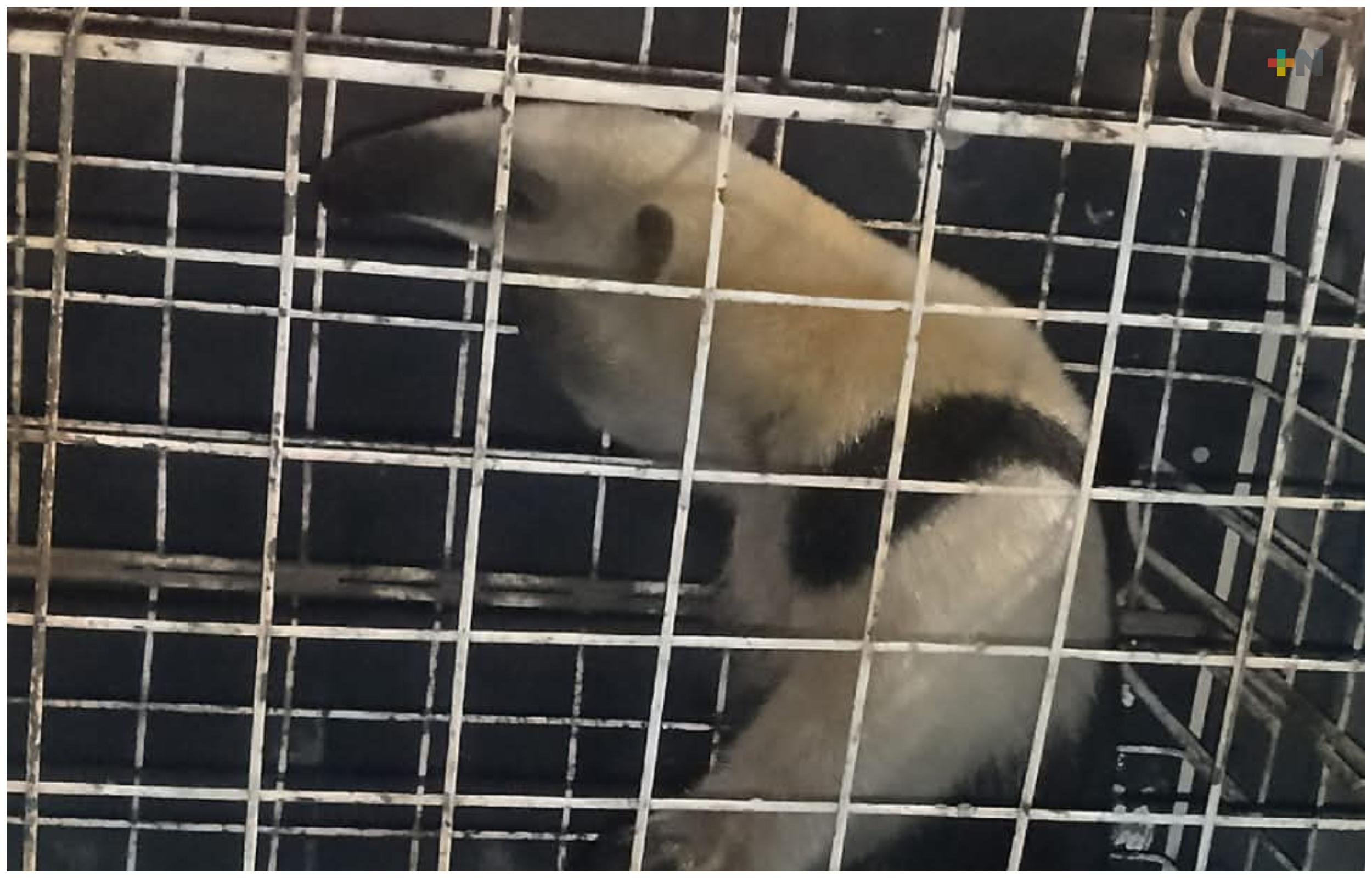 Rescatan oso hormiguero herido en Minatitlán