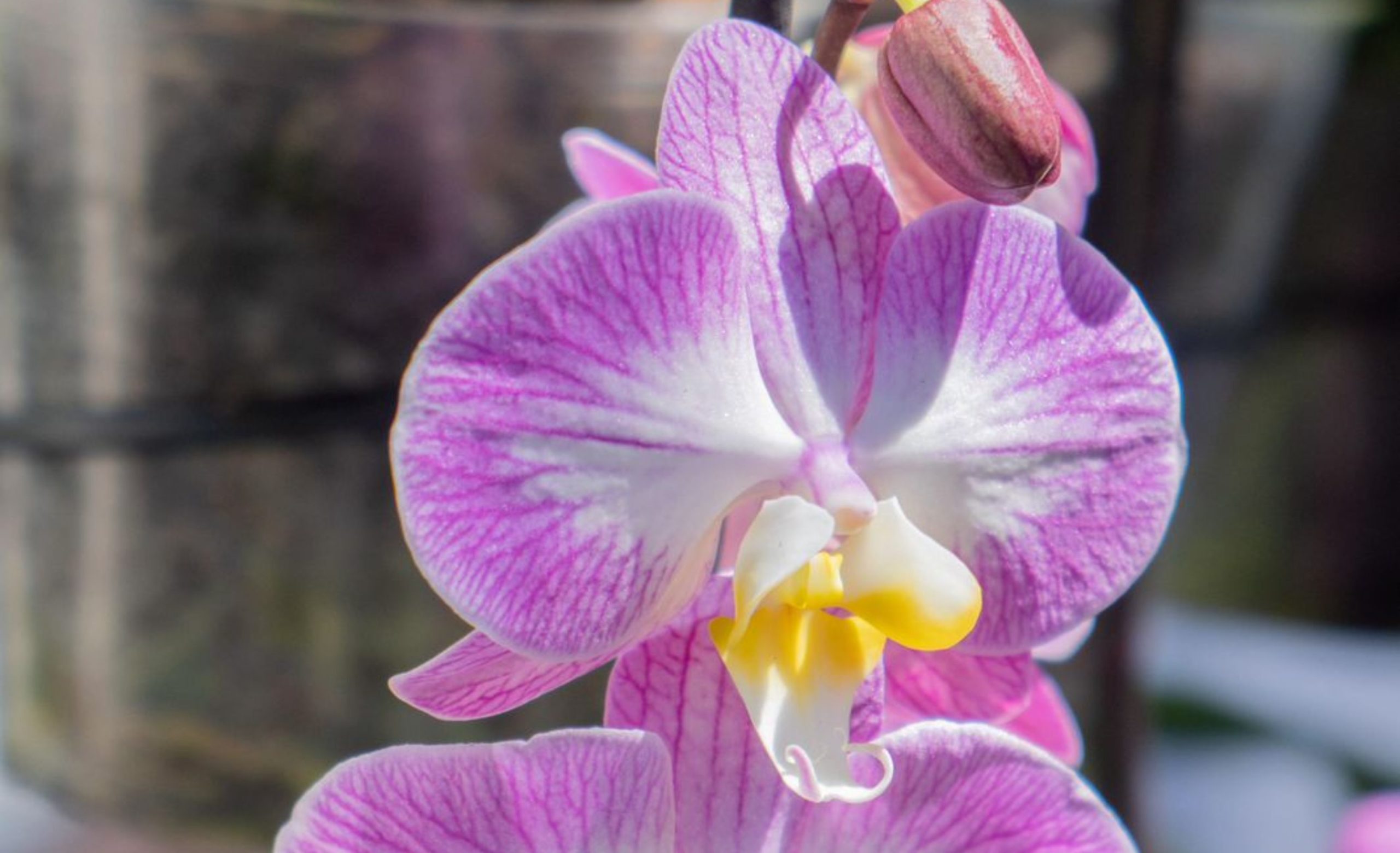 En México celebraron por primera vez el Día Nacional de la Orquídea