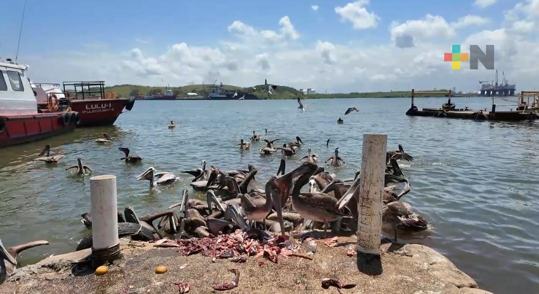 Pelícanos sorprenden y atraen visitantes en mercado de Coatzacoalcos