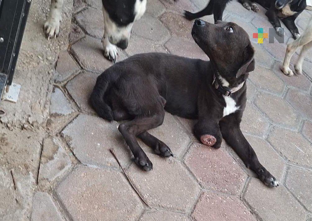 Rescatan a ocho perros en casa de Coatza; hubo denuncia de maltrato animal