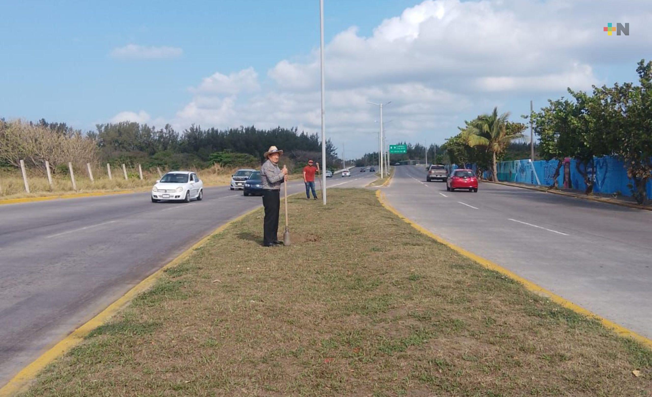 Plantan árboles en camellones de Veracruz