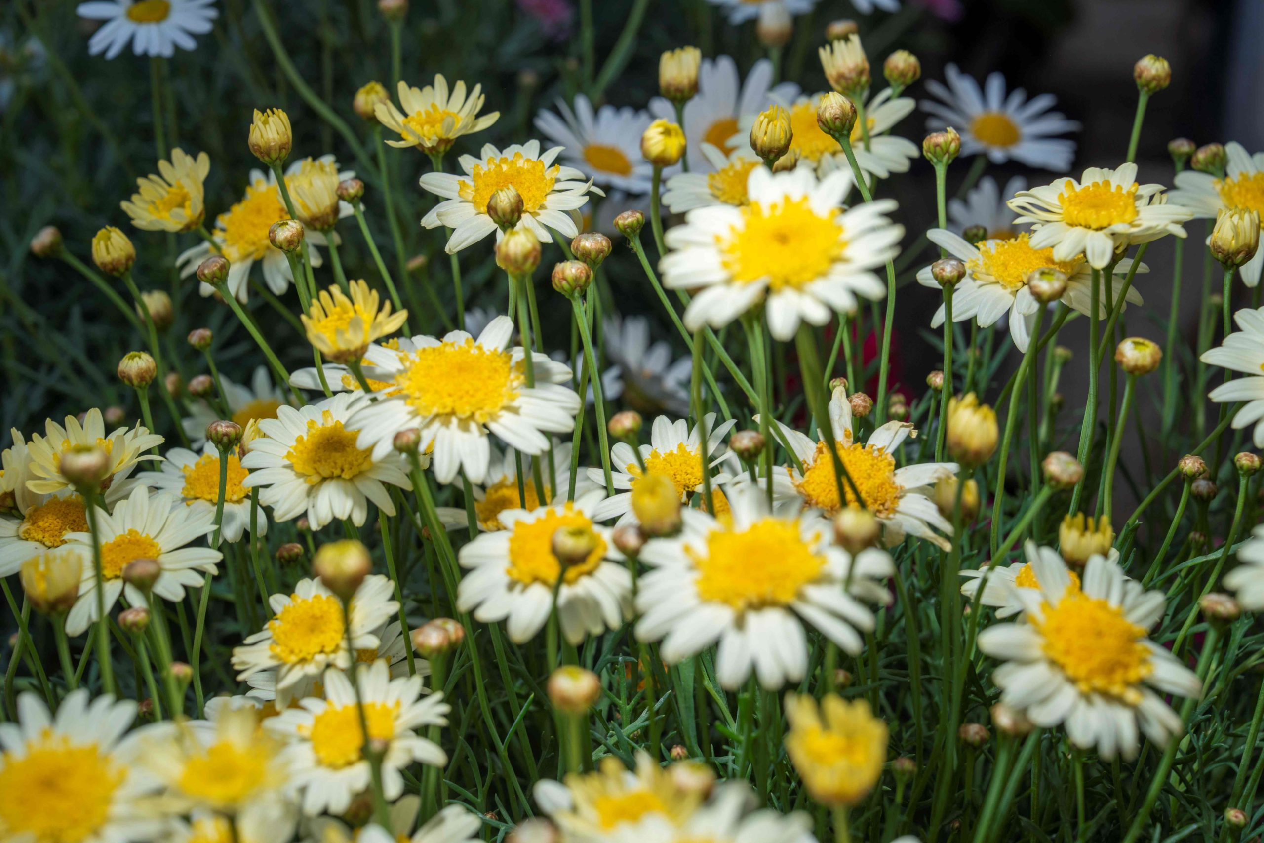 ¿Por qué la primavera es la mejor aliada del agricultor?