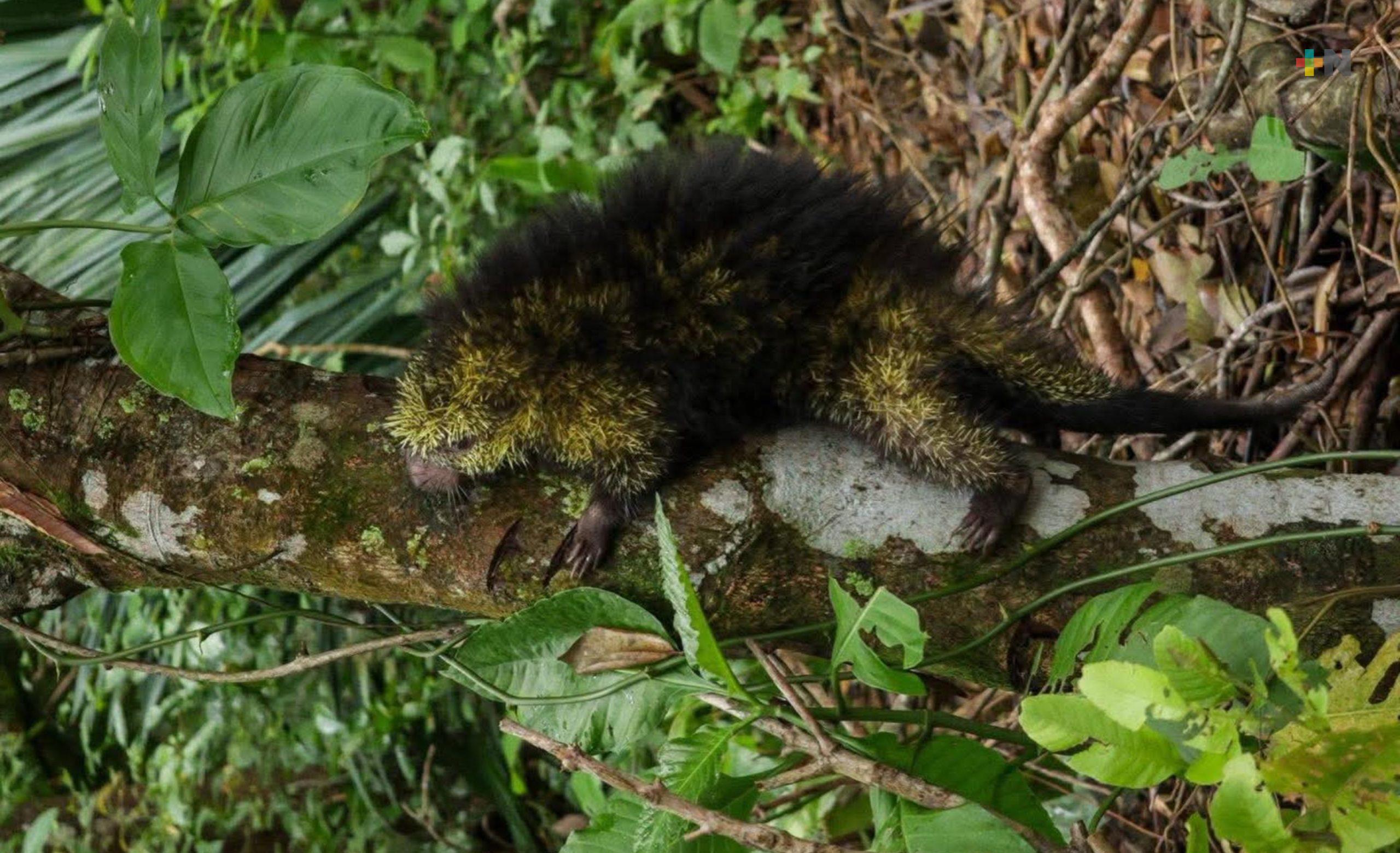 Diversas especies son reubicadas en reserva ecológica de Coatza
