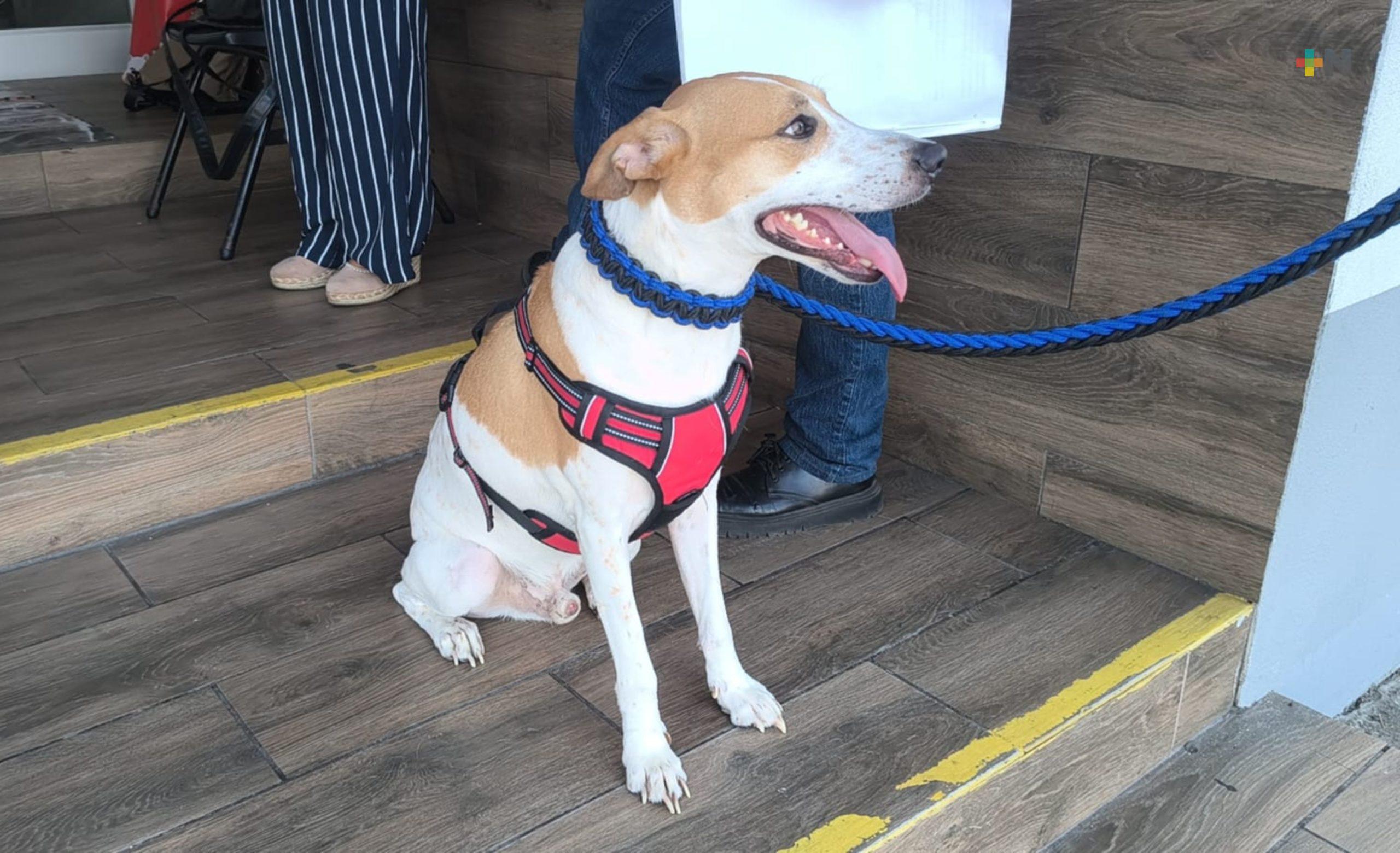 Simba, perro rescatado tras caso de maltrato animal en Veracruz