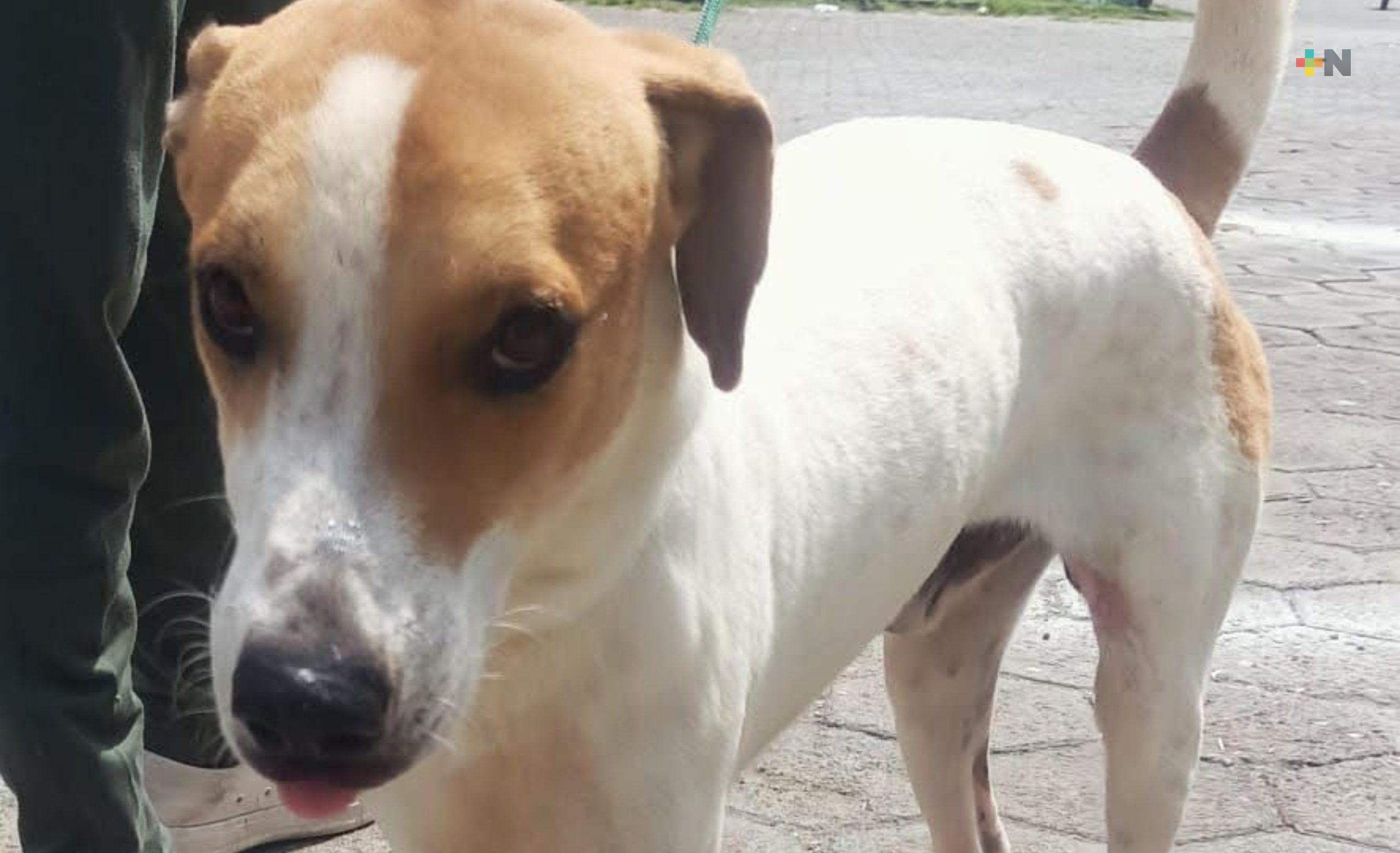 Refuerzan acciones de bienestar animal en Banderilla