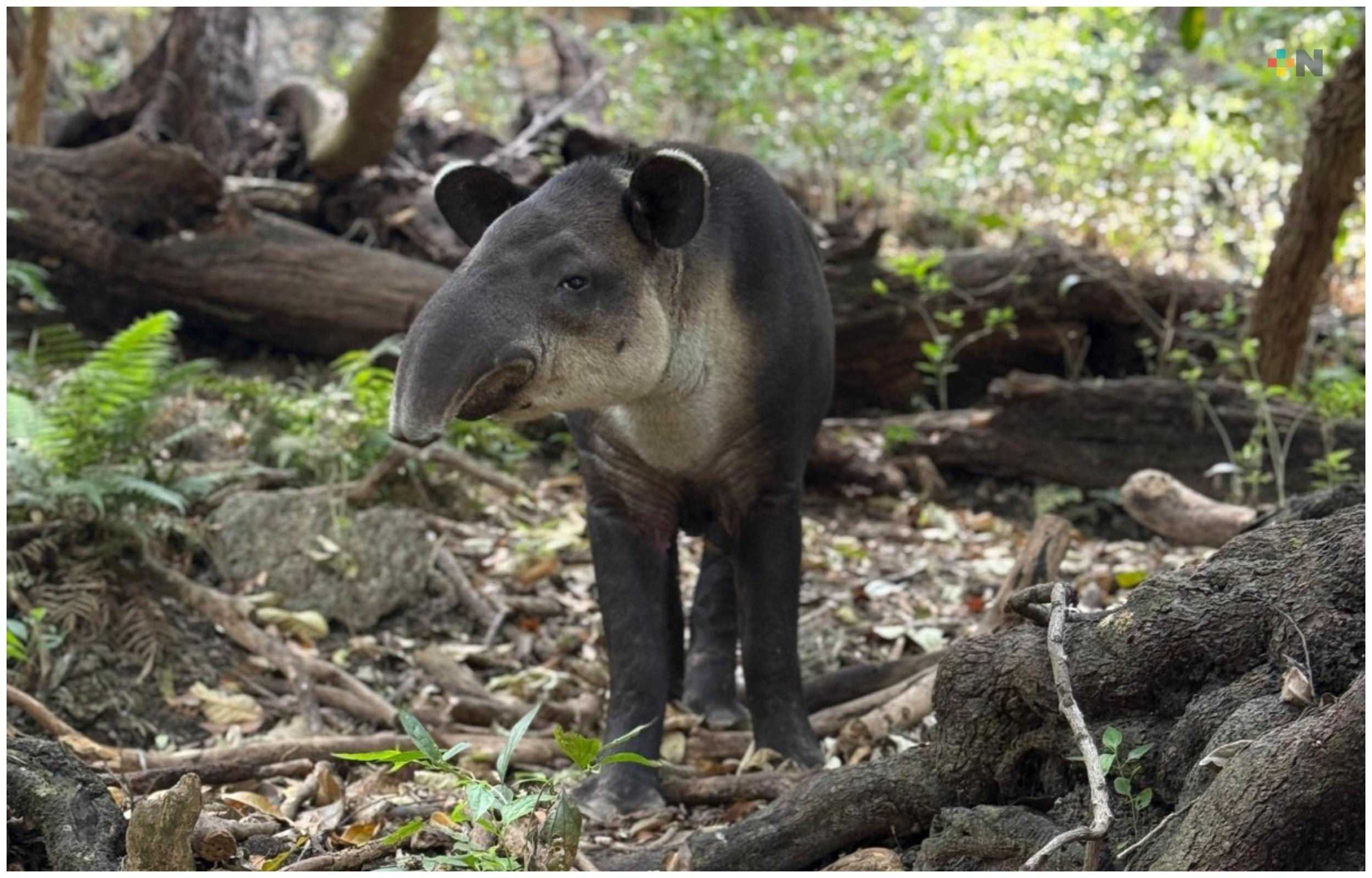 Mejora salud del tapir rescatado en Las Choapas