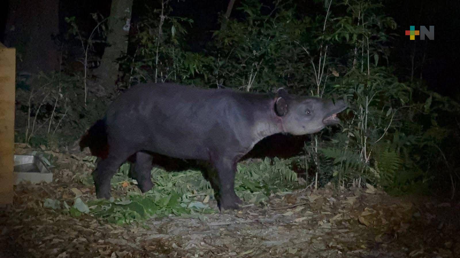 Tapir capturado en Las Choapas llega a Chiapas