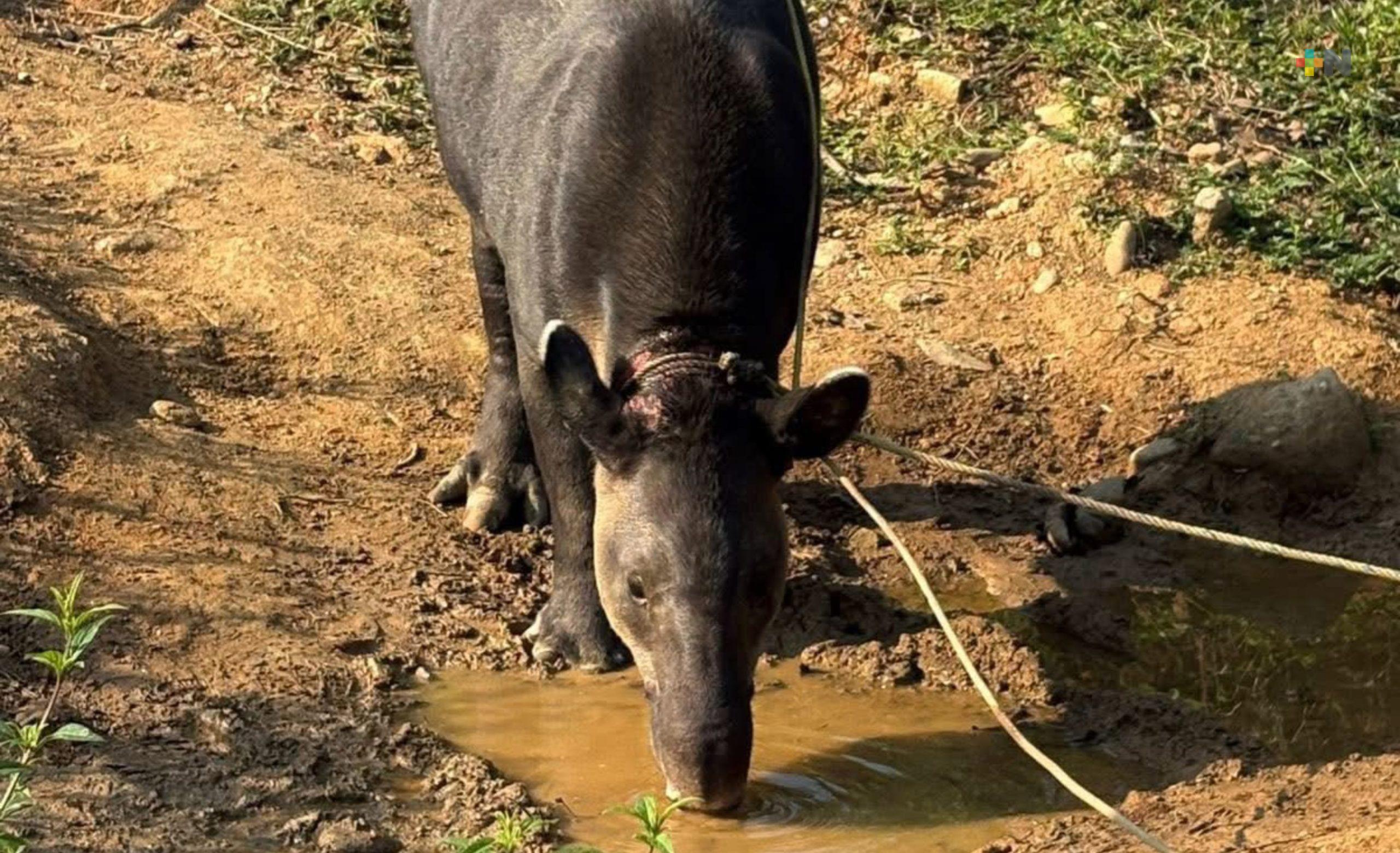 Resguardan a tapir localizado en Las Choapas
