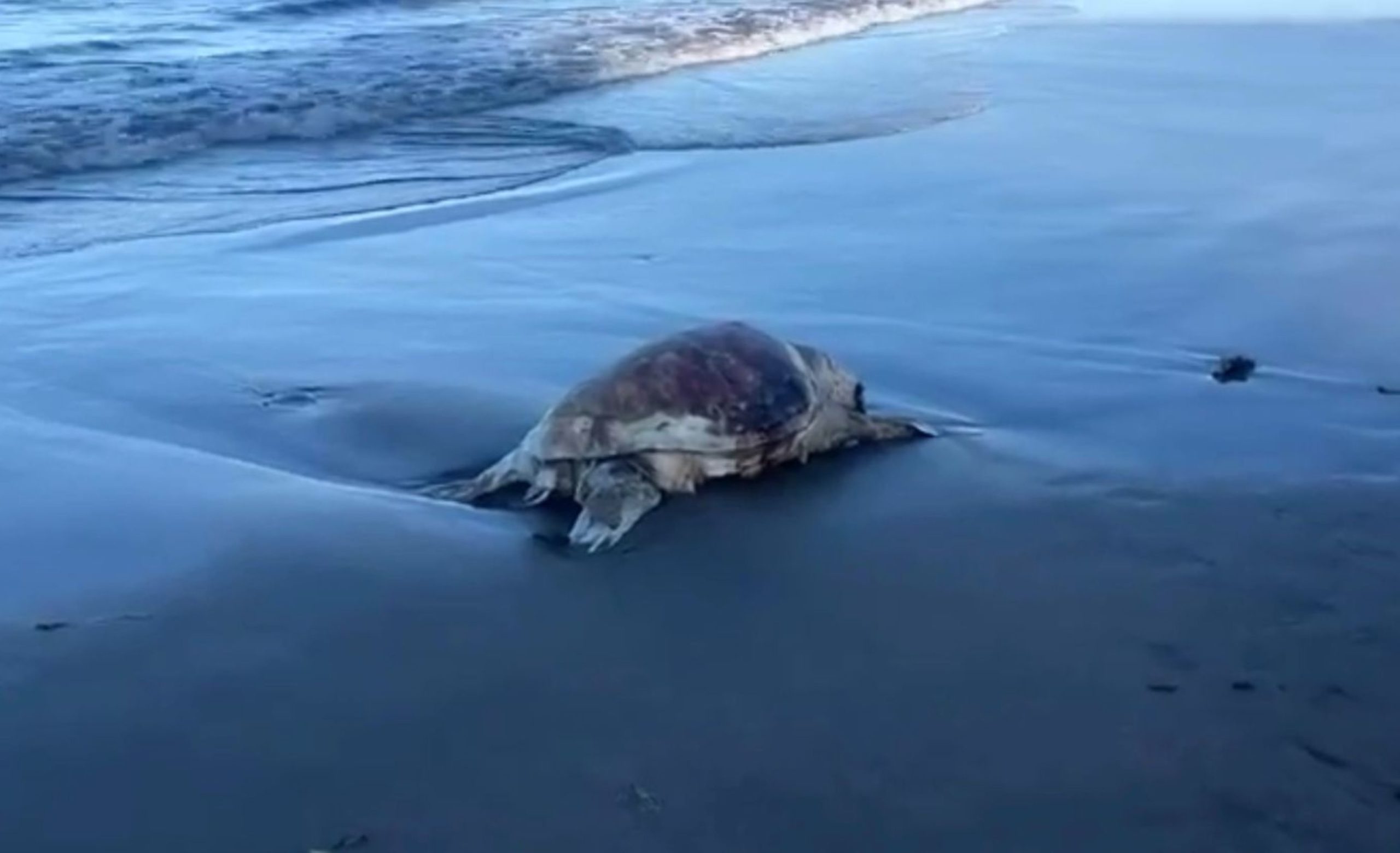 Por comenzar anidación de tortugas en el Golfo de México