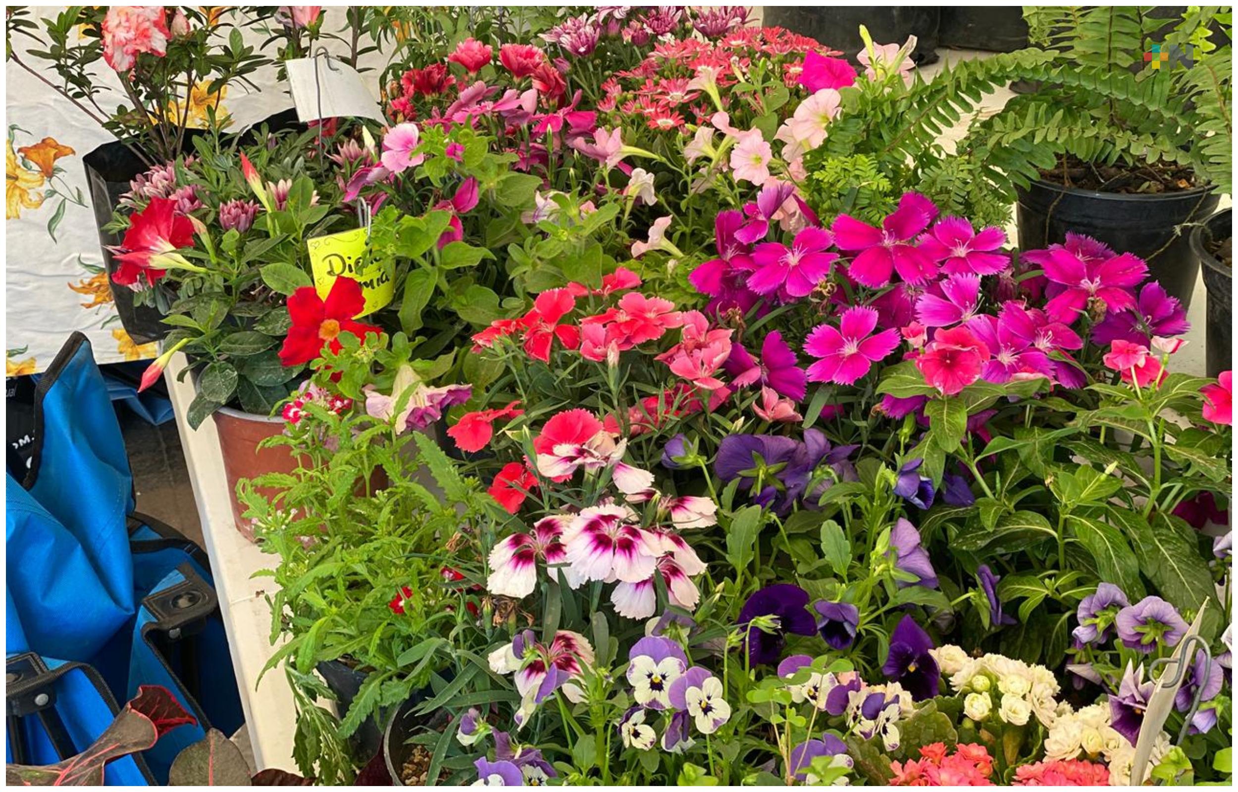 Plantas de temporada visten calles, jardines y hogares del municipio de Veracruz