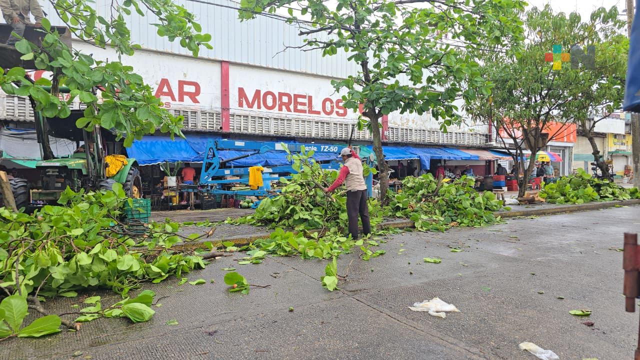 Realizan poda para mejorar iluminación y seguridad en mercado Morelos