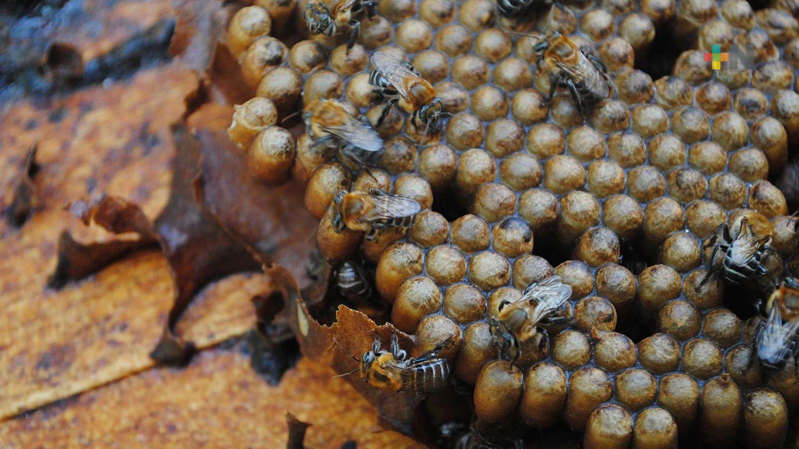 En Atzalan impulsan la creación de un santuario para la abeja melipona