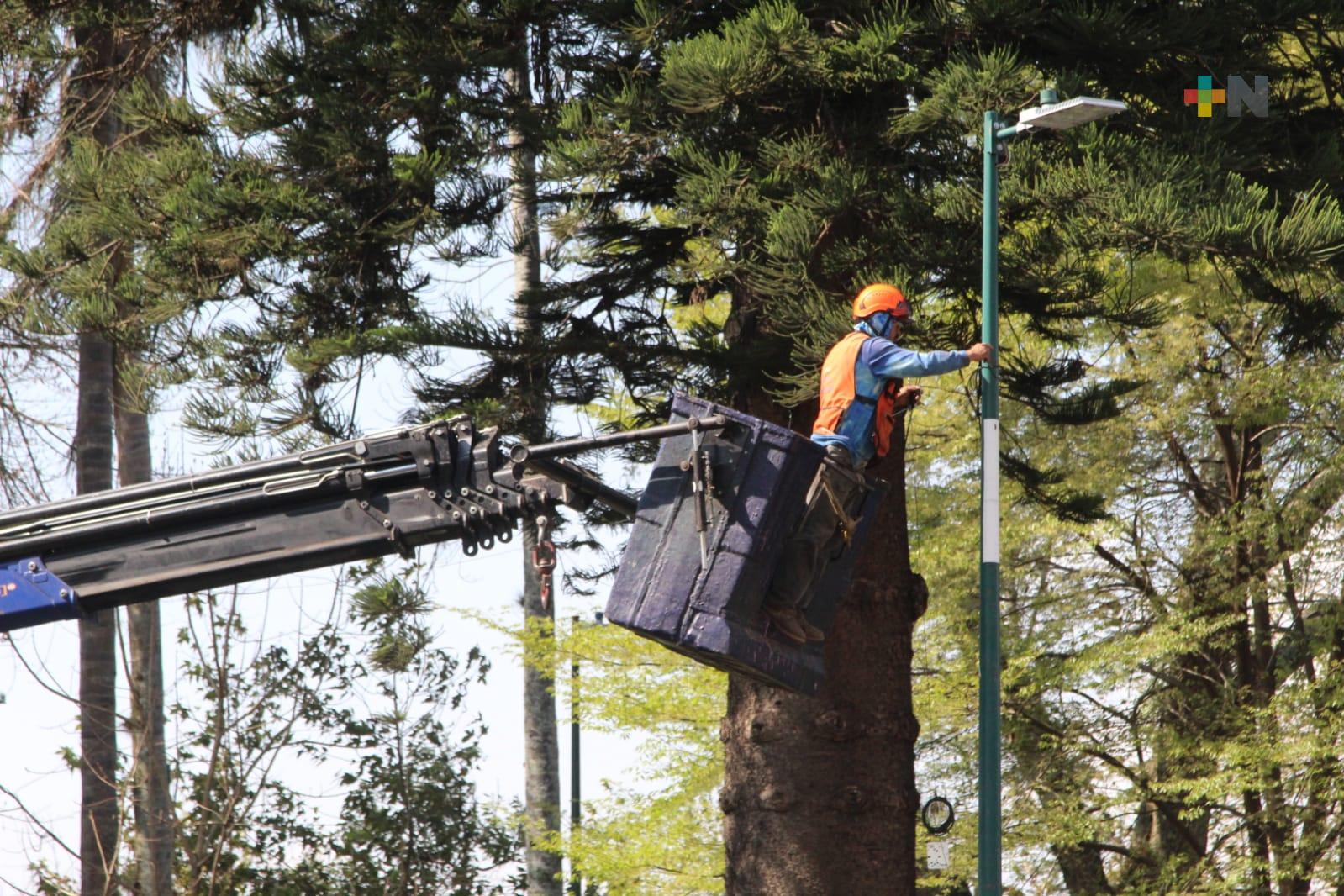 Intervienen araucaria en el parque Juárez