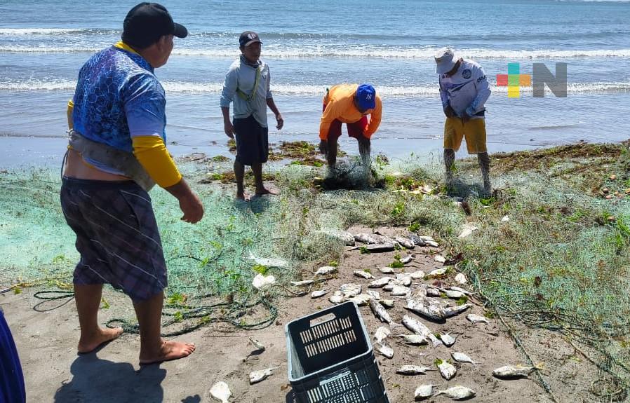 Reportan caída de producción pesquera en Boca del Río