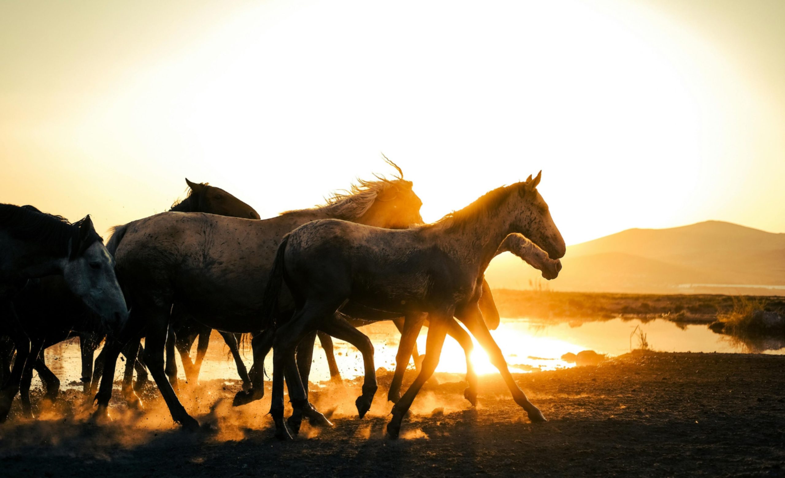 Época de sequía también afecta a ganado equino