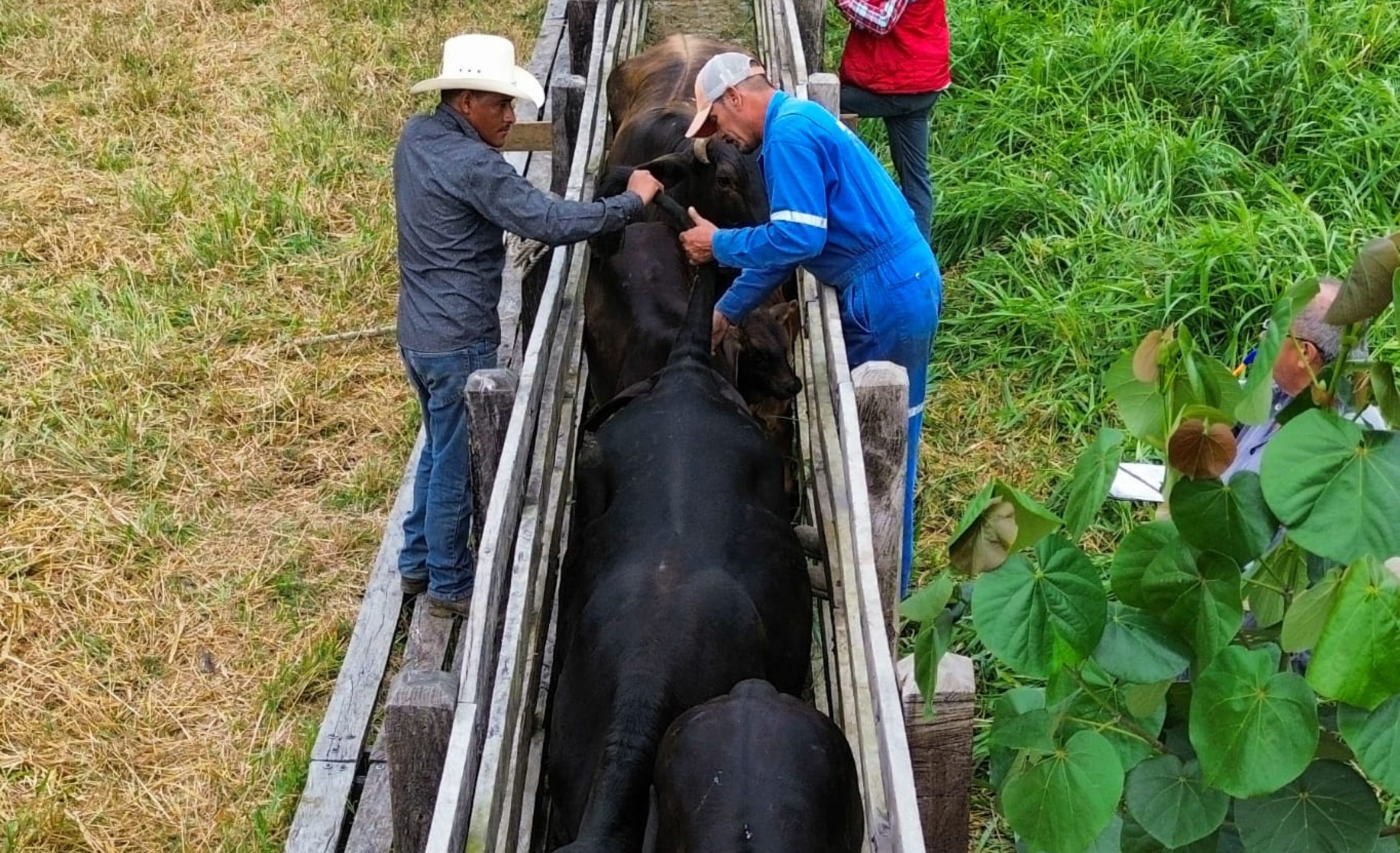 Sedarpa refuerza acciones para el control y erradicación de tuberculosis y brucelosis bovina