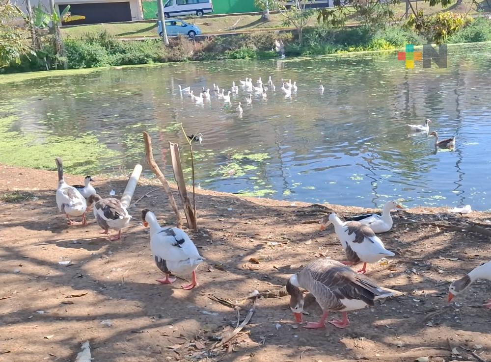 Trabajan en resarcir la contaminación en lago de Las Ánimas
