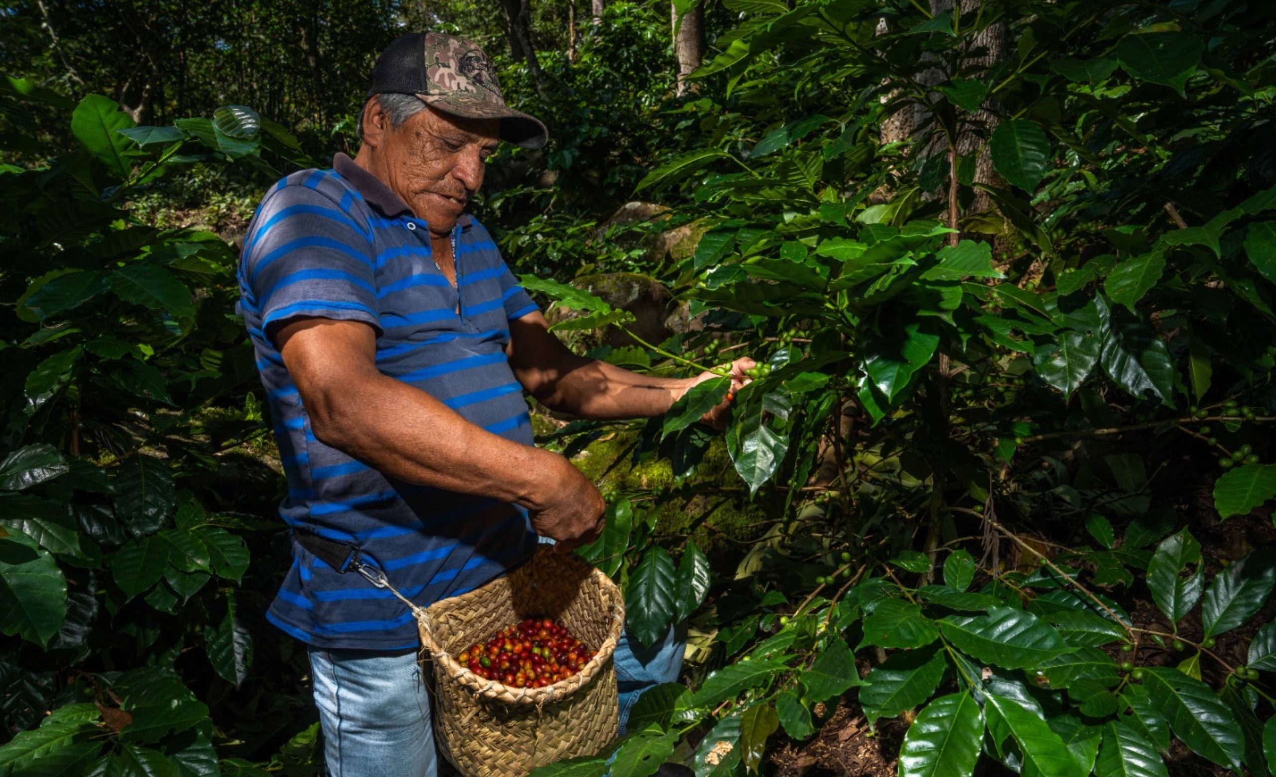 Precios del café han bajado por la alta producción de Brasil