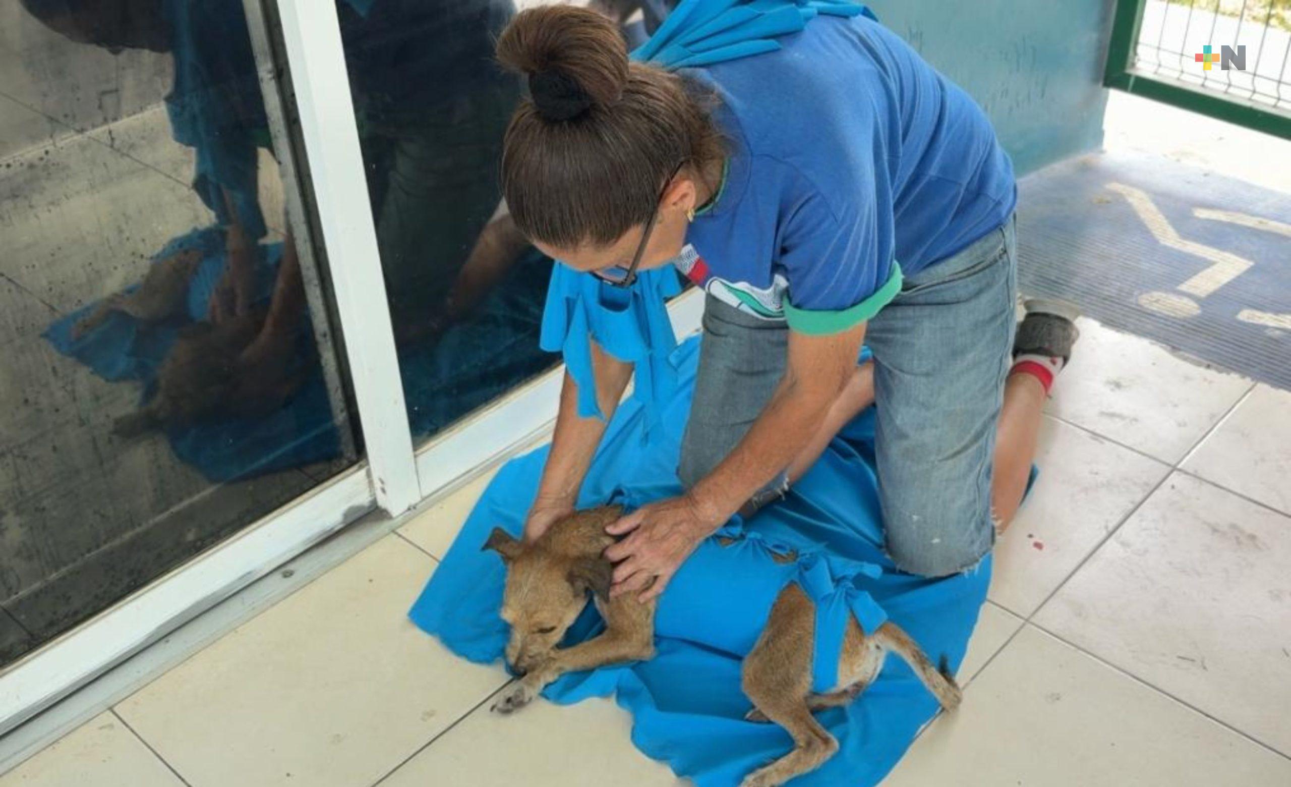 Realizan jornada gratuita de esterilización animal