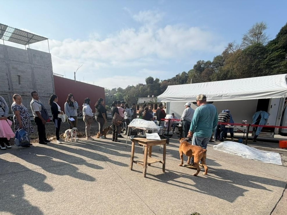 Reactivan jornadas de esterilización de gatos y perros