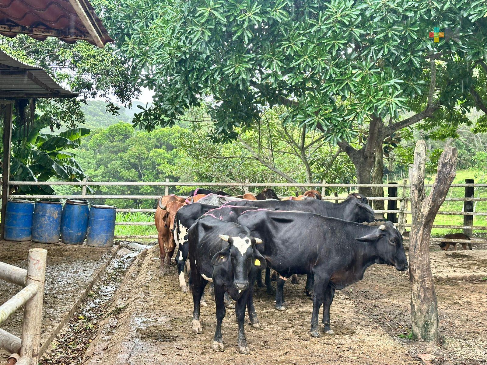 Ganaderos del sur se preparan para programa de inseminación y mejoramiento genético