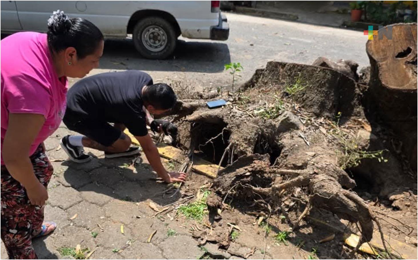 Rescatan a perrita y sus cachorros en comunidad de Coatzacoalcos