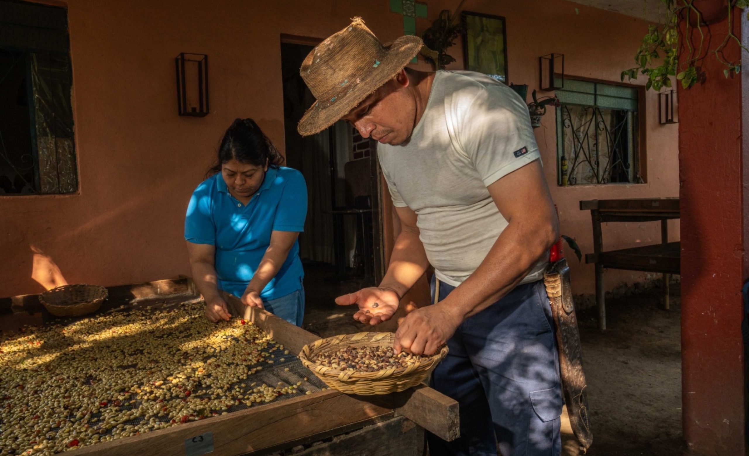 Escuelas de Campo fortalecen la cafeticultura con enfoque agroecológico
