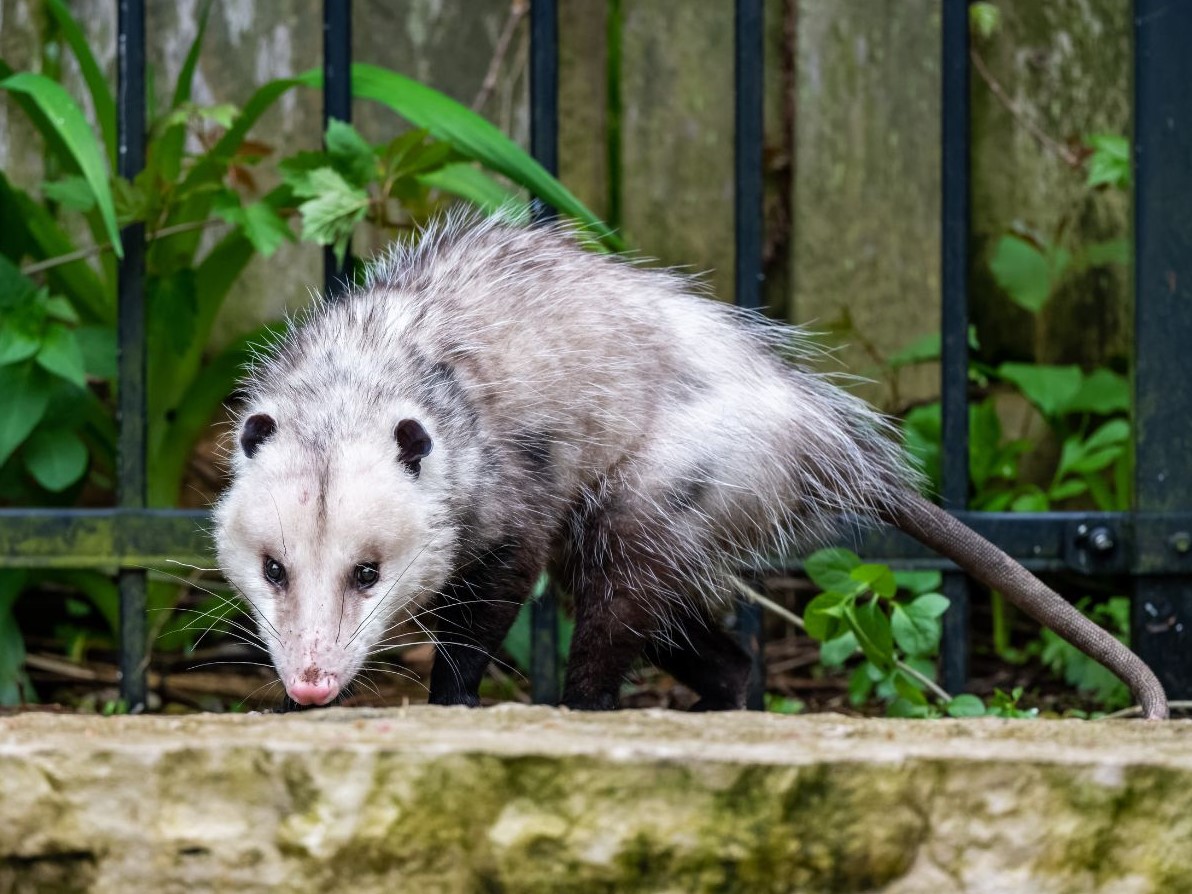 Realizan foro para manejo y conservación del tlacuache en Córdoba, especie tratada con crueldad
