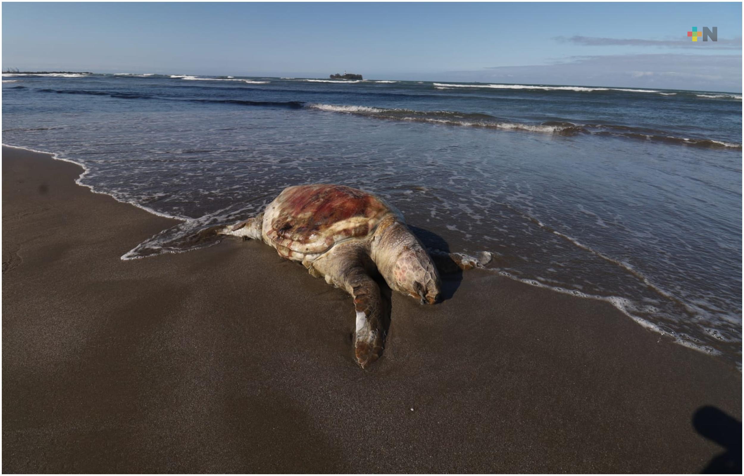 Localizan tortugas muertas en playas de Boca del Río