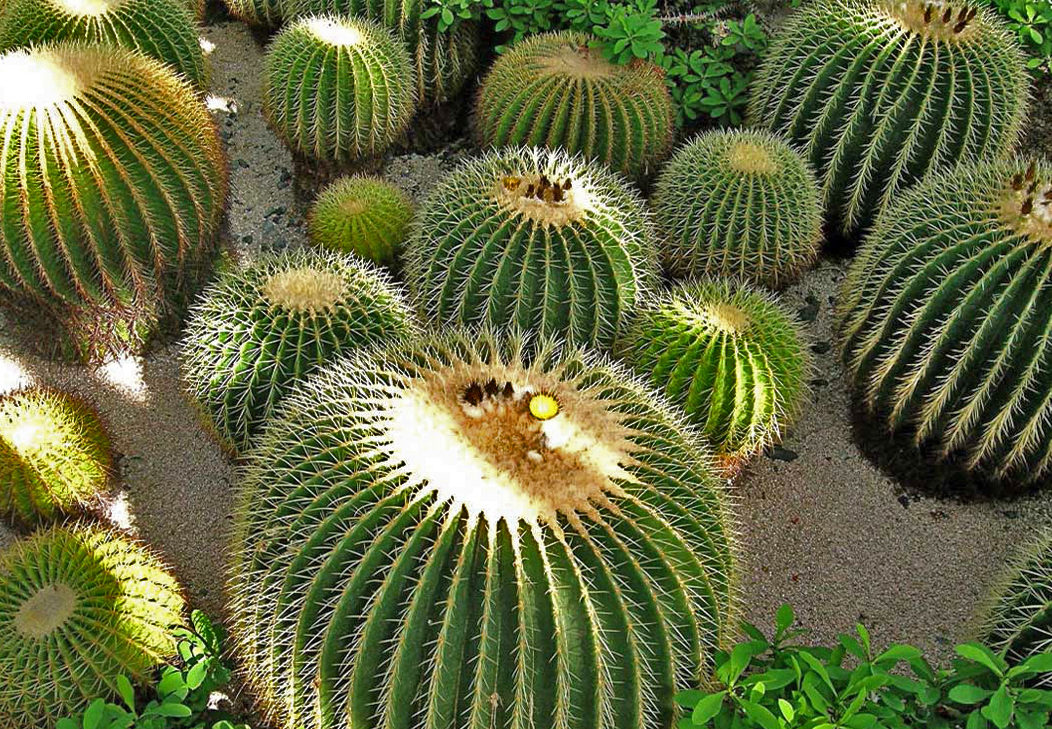 Biznaga en peligro de extinción por consumo de acitrón