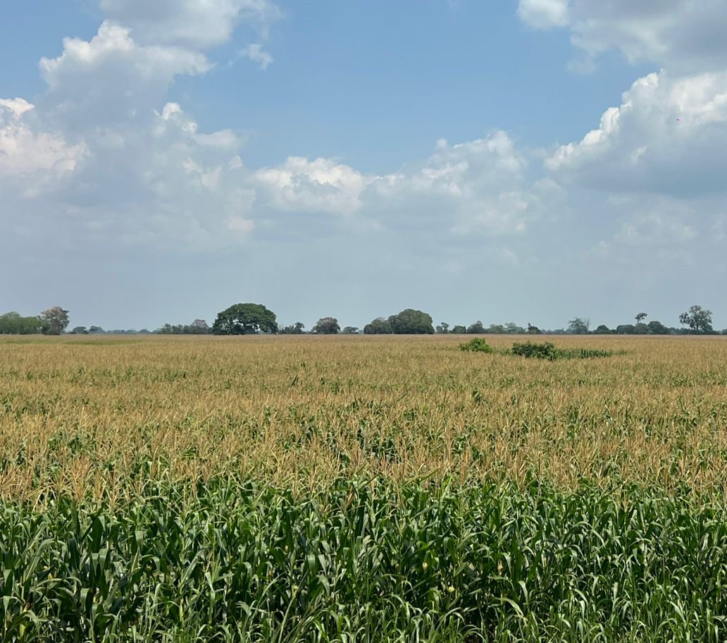 El municipio de José Azueta proyecta un 2026 prometedor para el maíz