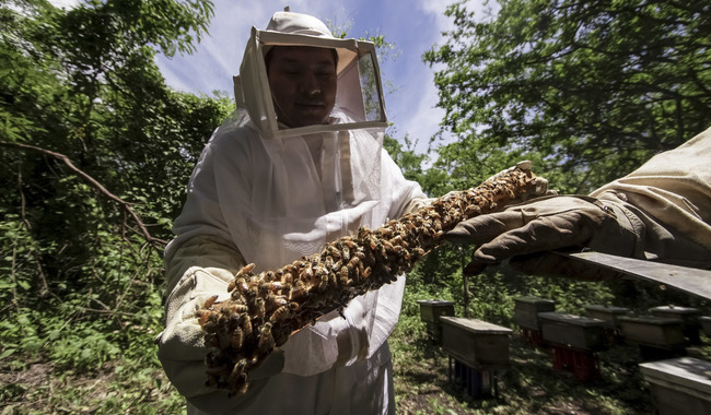 Senasica lanza campaña nacional para proteger salud de las abejas y de la apicultura mexicana