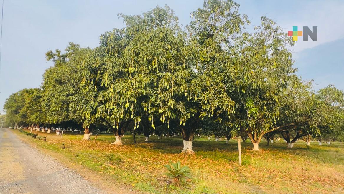 Cuenca del Papaloapan perfila una sobresaliente cosecha de mango Manila