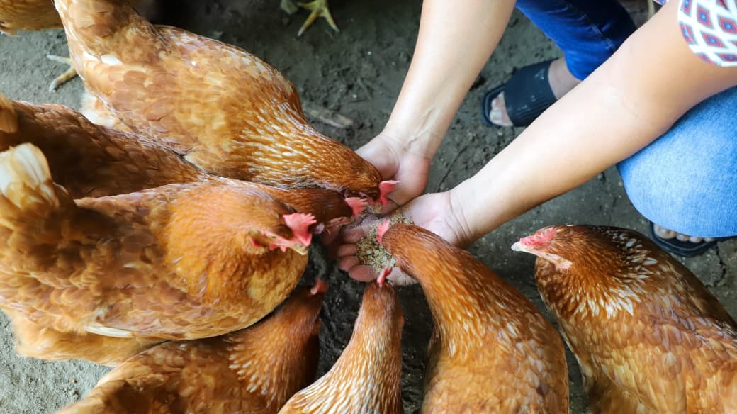 Sedarpa impulsa economía familiar con entrega de aves de postura