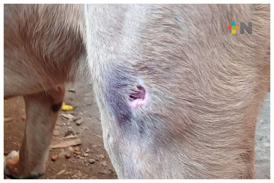 En región centro reportan casos de gusano barrenador en mascotas