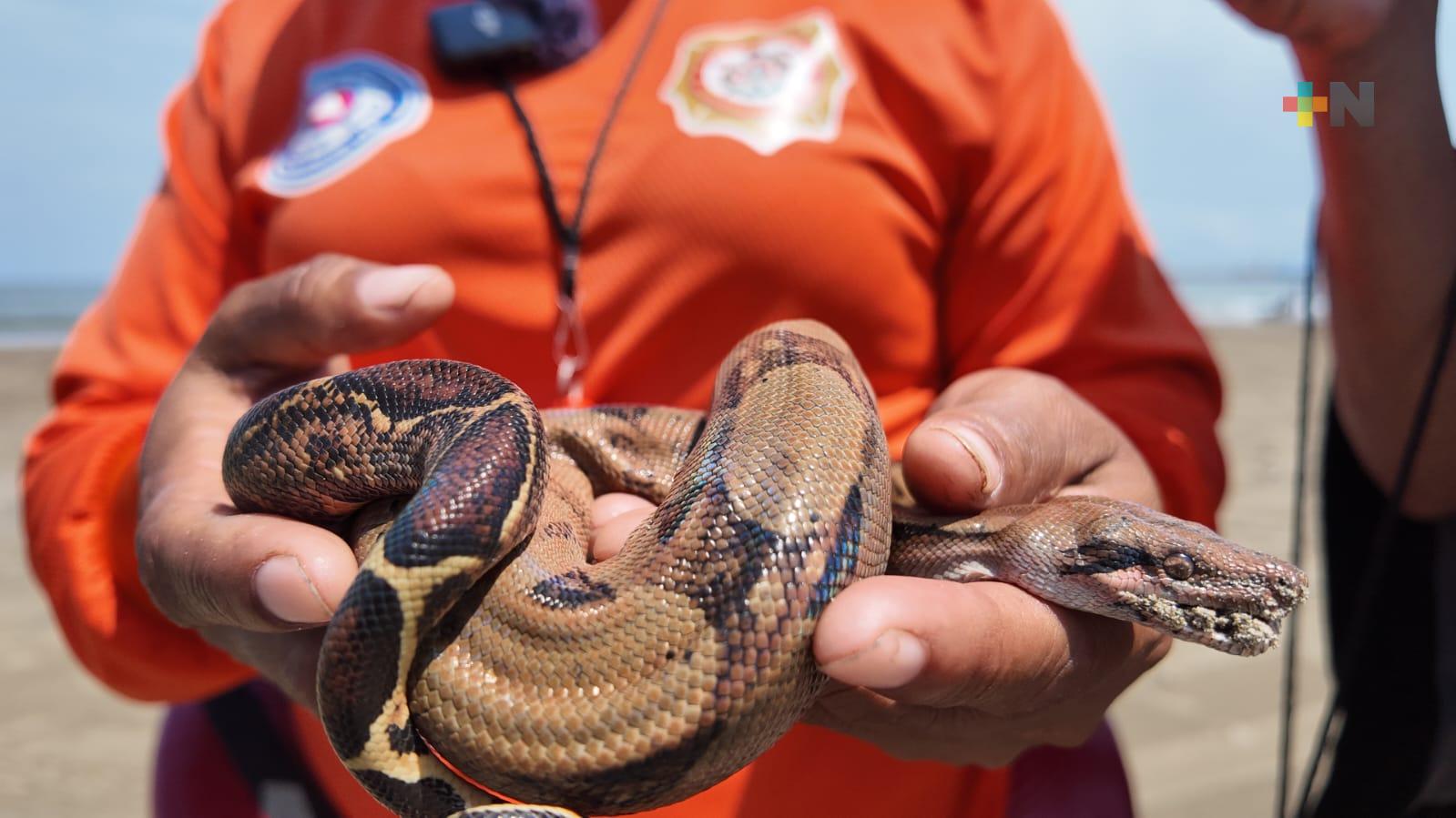 Rescatan a boa constrictor de playa de Coatzacoalcos