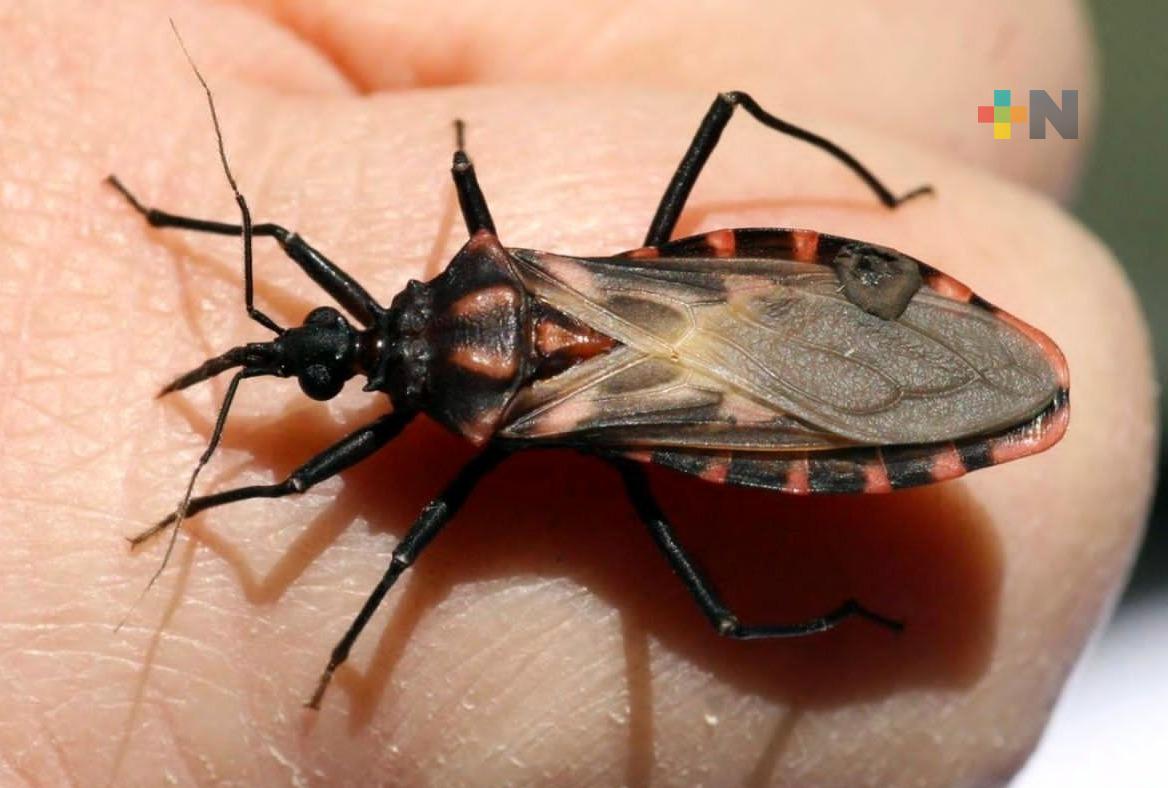 Emiten recomendaciones a zona sur de Veracruz para prevenir enfermedad de Chagas
