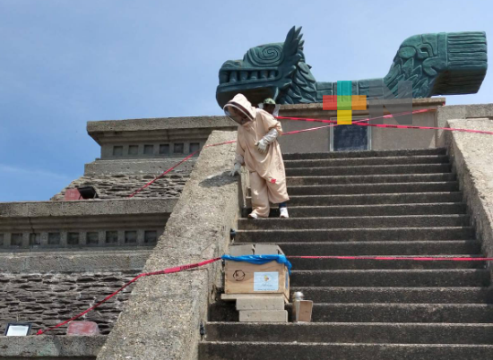 Cercan zona de Coatza en que anidó colmena de abejas para reubicarla