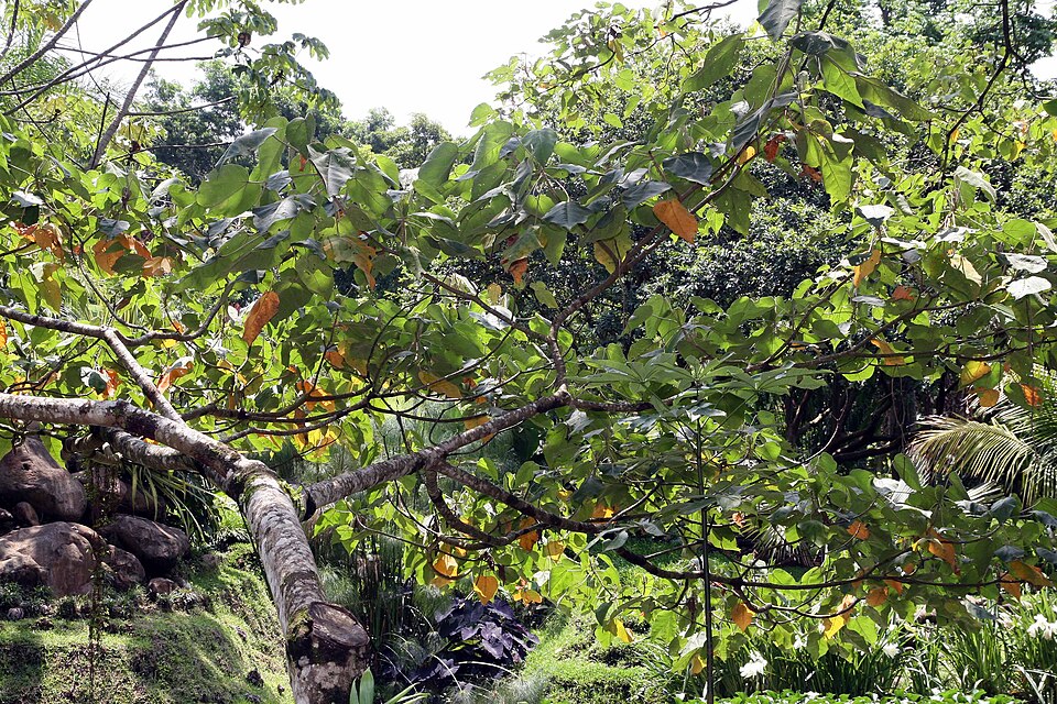 Estudian virtudes curativas del árbol «Croton draco»; muestra utilidad prometedora