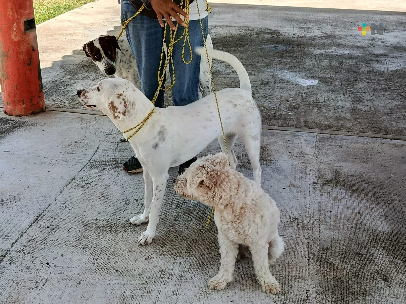 Adiestramiento de mascotas es una práctica cada vez más común en Coatzacoalcos