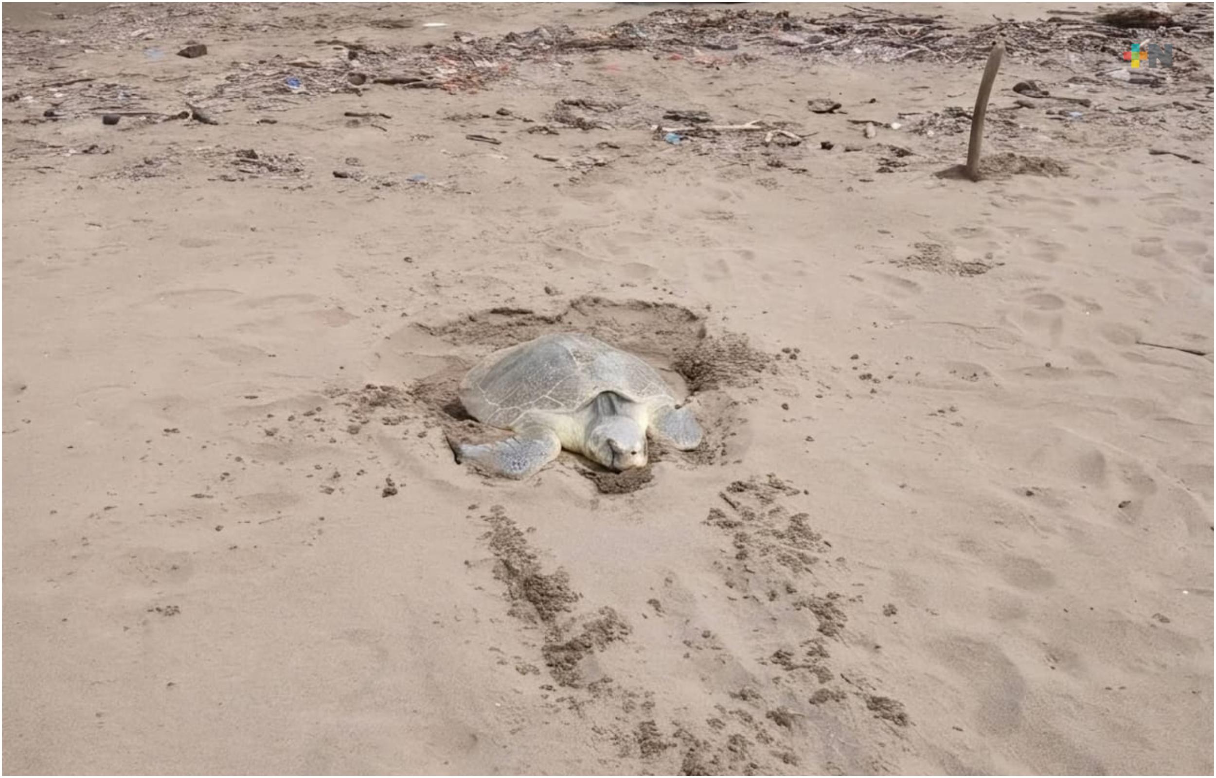 Protegen nido de tortuga marina en playa de Coatzacoalcos