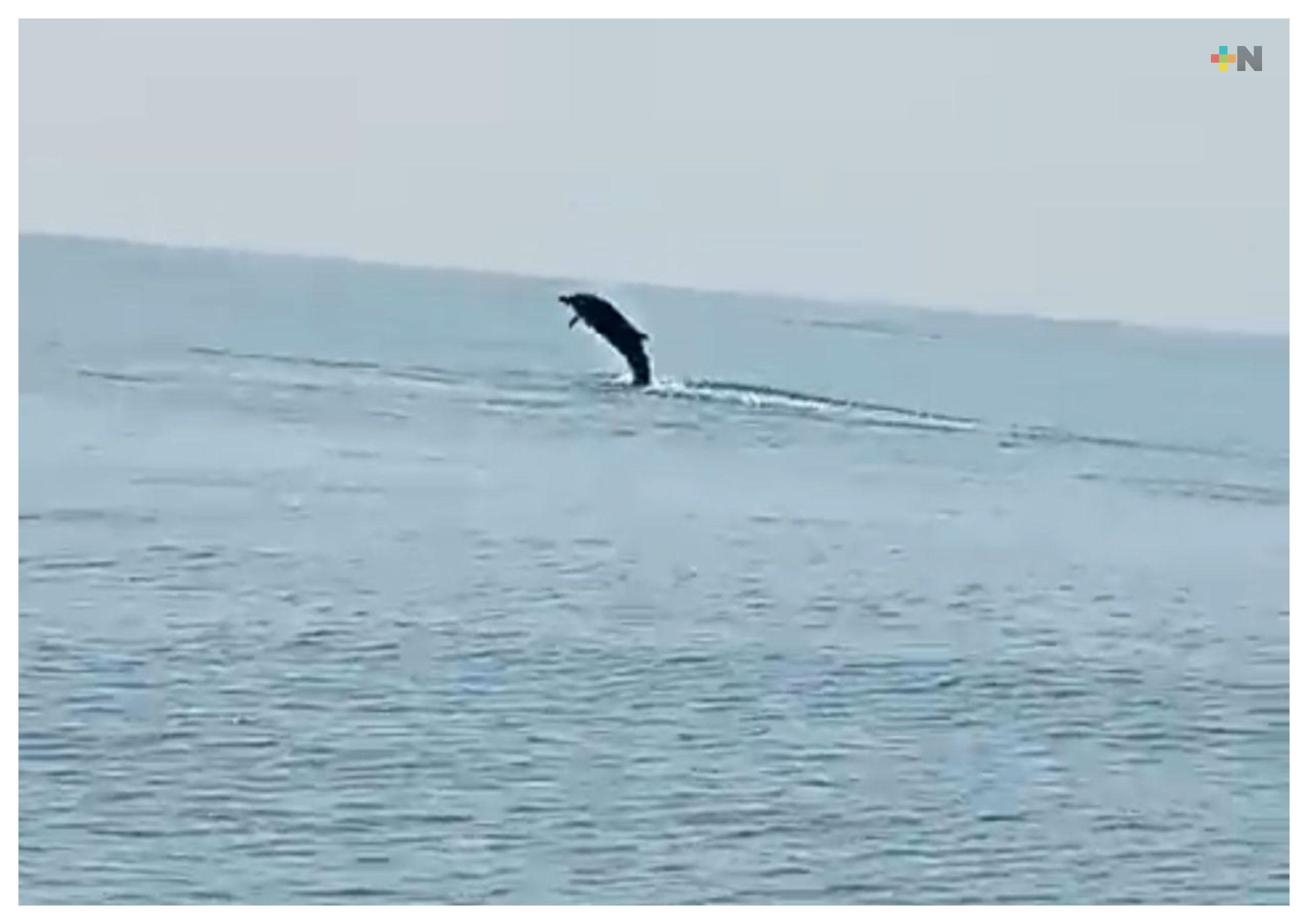 Captan a delfín en playa de Coatza; un atractivo espectáculo de la naturaleza