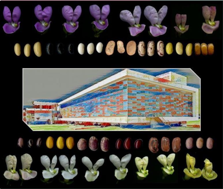 México alberga más de 50 especies de frijol